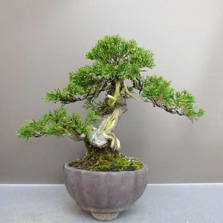 盆栽 真柏 樹高 約 19cm しんぱく Juniperus chinensis シンパク “ジン