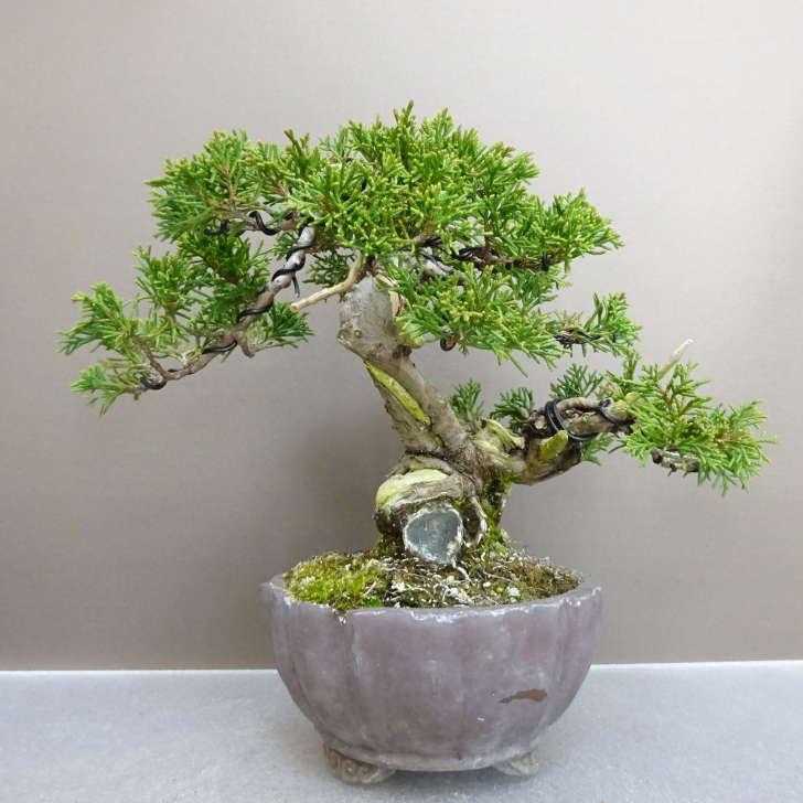 盆栽 真柏 樹高 約 19cm しんぱく Juniperus chinensis シンパク “ジン