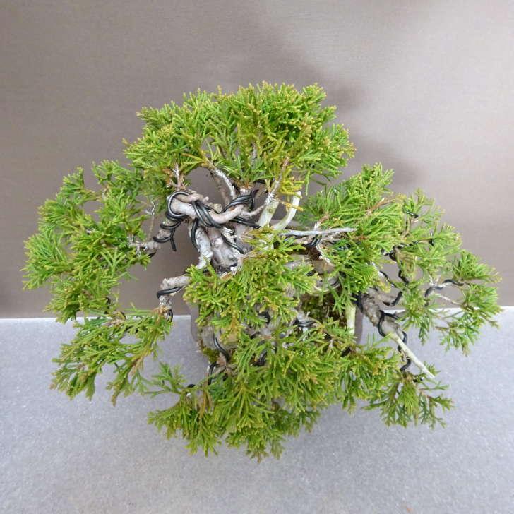 盆栽 真柏 樹高 約 19cm しんぱく Juniperus chinensis シンパク “ジン