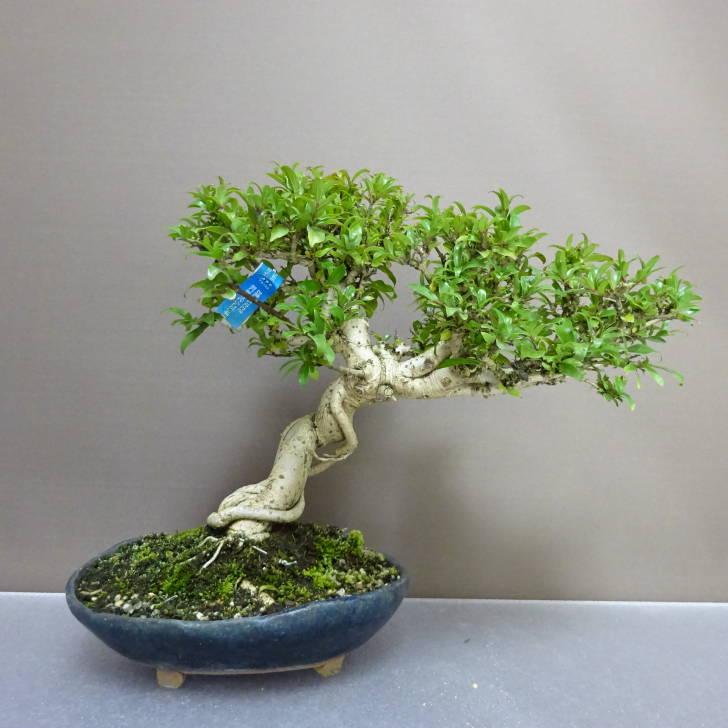 盆栽 谷渡り 樹高 約 23cm たにわたり Adina pilulifera タニワタリ
