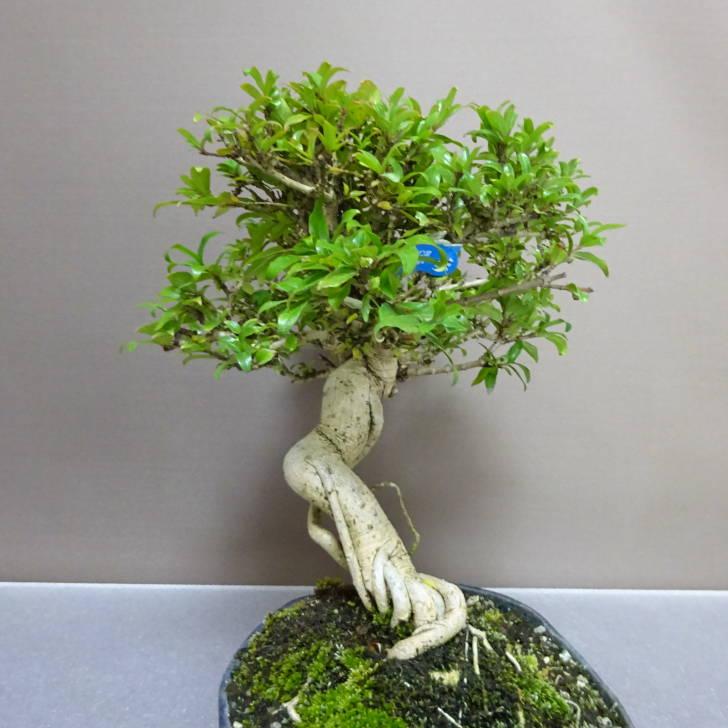 盆栽 谷渡り 樹高 約 23cm たにわたり Adina pilulifera タニワタリ