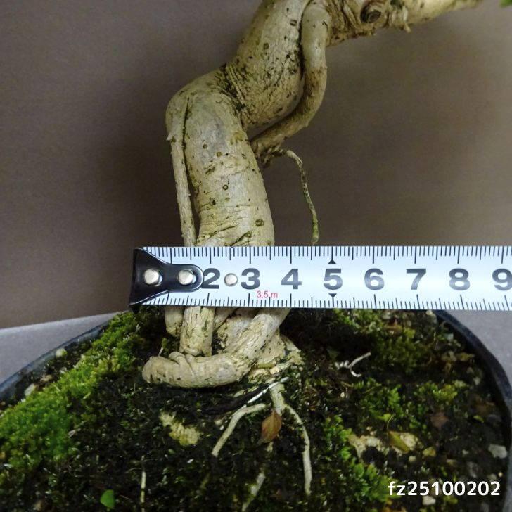 盆栽 谷渡り 樹高 約 23cm たにわたり Adina pilulifera タニワタリ