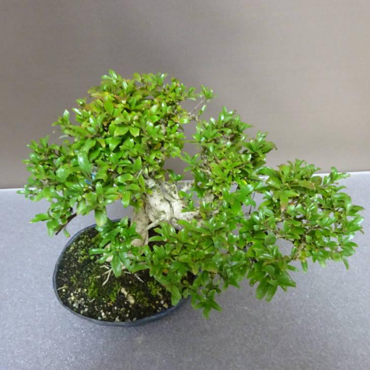 盆栽 谷渡り 樹高 約 23cm たにわたり Adina pilulifera タニワタリ