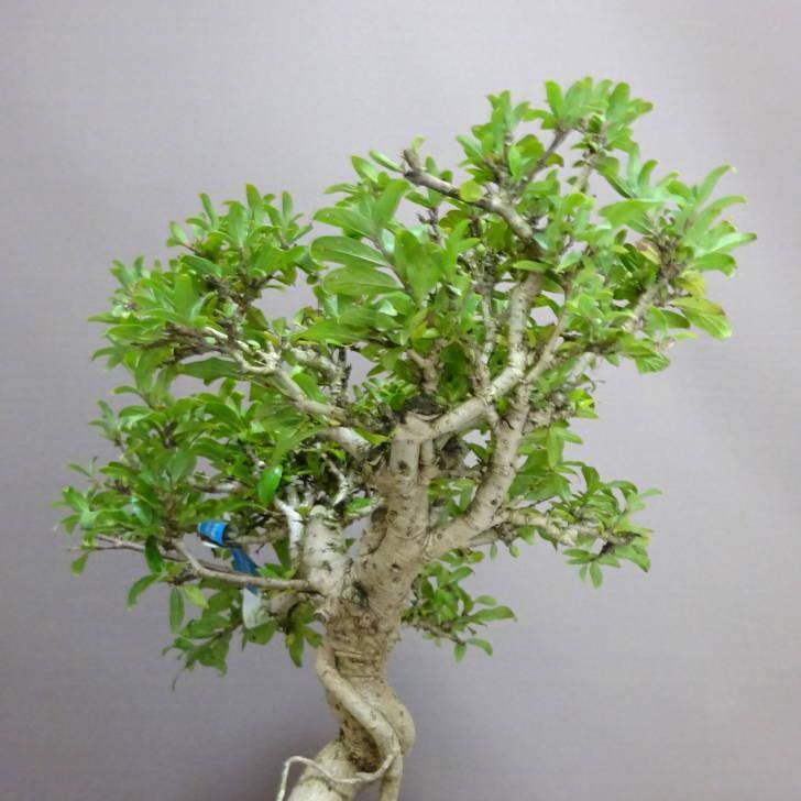 盆栽 谷渡り 樹高 約 23cm たにわたり Adina pilulifera タニワタリ