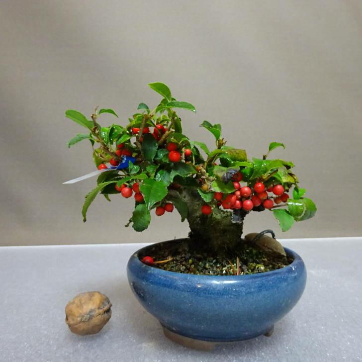 梅擬　ウメモドキ　幹太いです‼︎ 盆栽 梅擬 樹高 約9cm うめもどき Ilex serrata ウメモドキ モチノキ科
