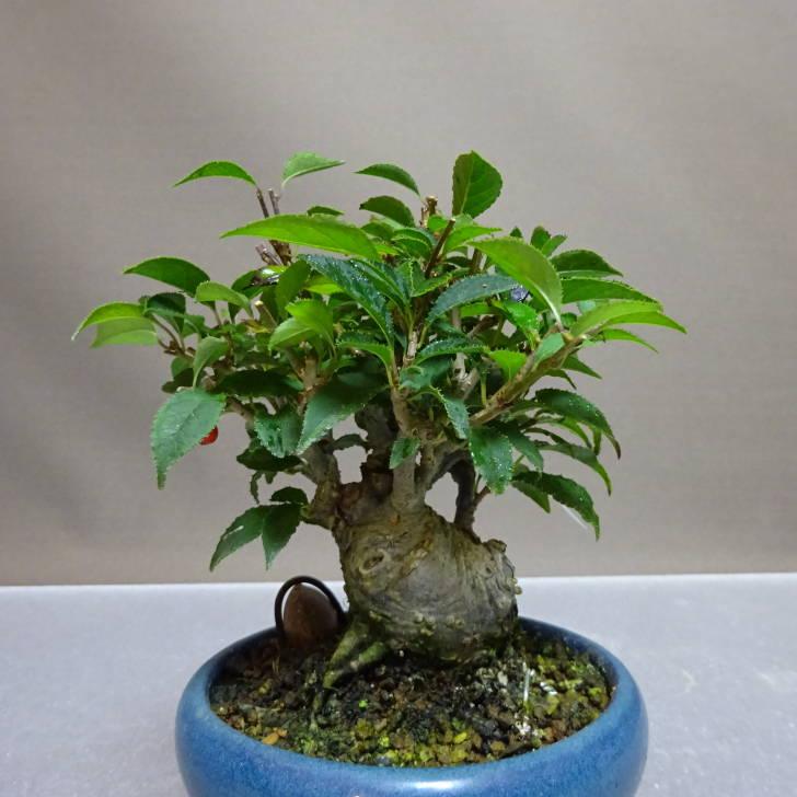 盆栽 梅擬 樹高 約11cm うめもどき Ilex serrata ウメモドキ モチノキ