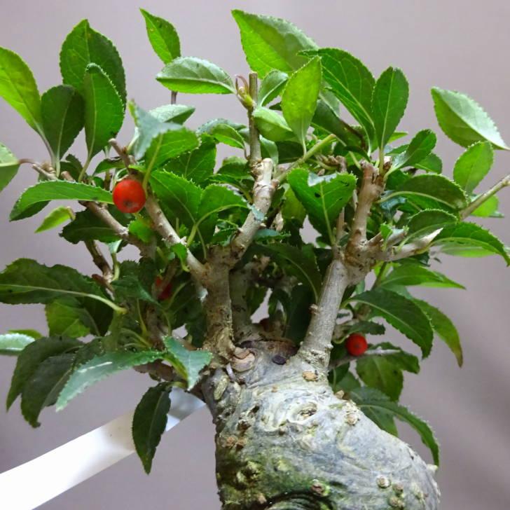 盆栽 梅擬 樹高 約11cm うめもどき Ilex serrata ウメモドキ モチノキ