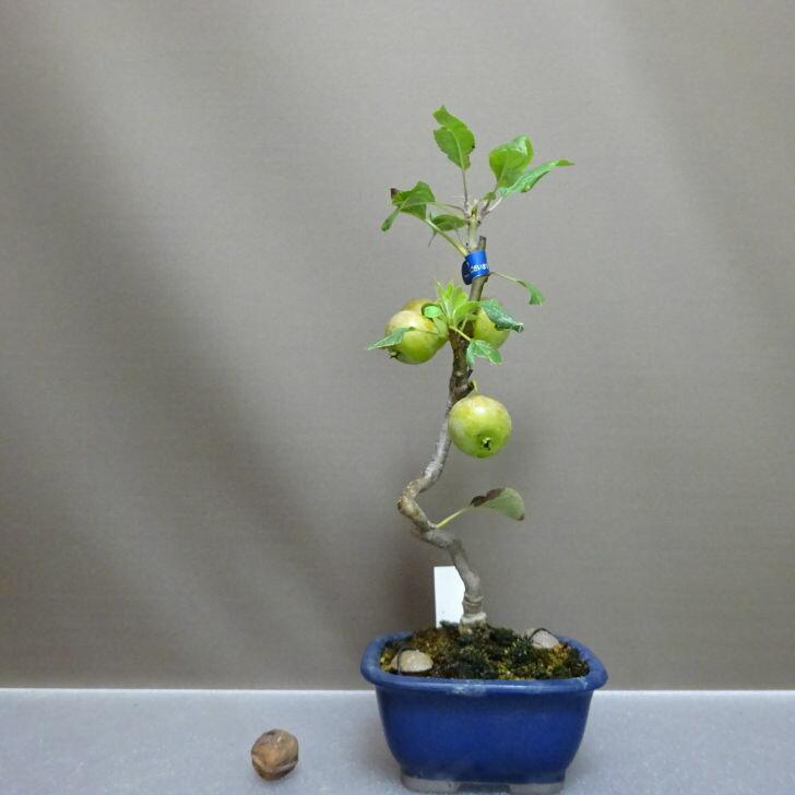 盆栽 姫林檎 姫津軽りんご 樹高 約29cm ひめりんご Malus prunifolia