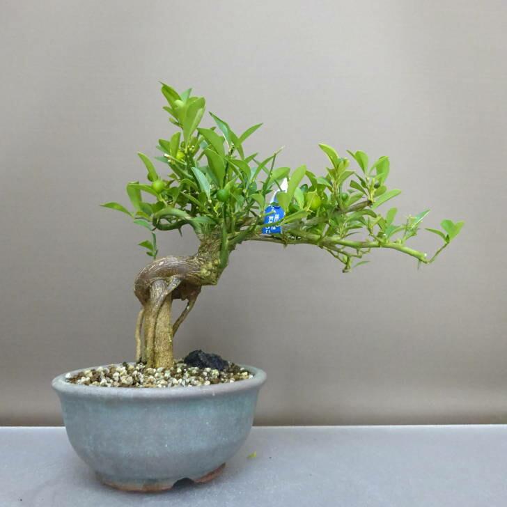盆栽 金豆 樹高 約22cm きんず Fortunella hindsii キンズ