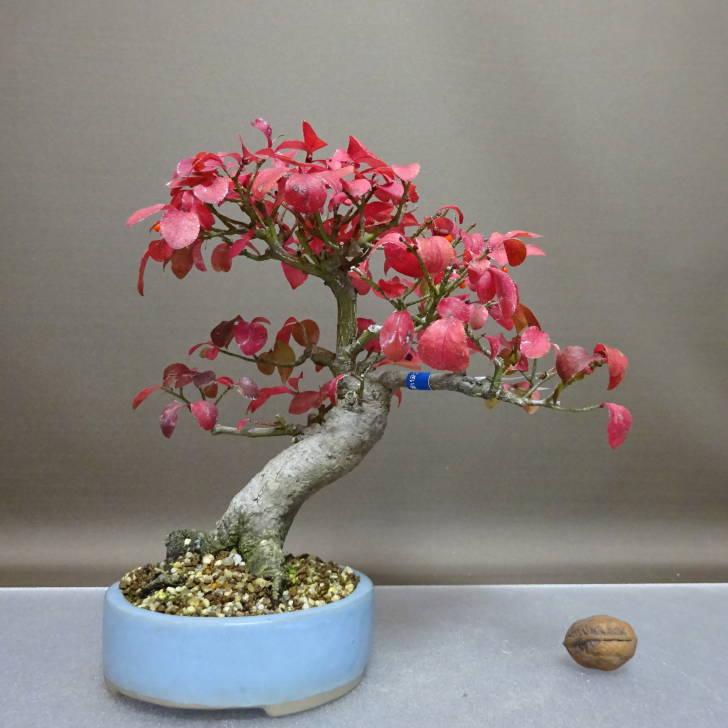 盆栽 こまゆみ 樹高 約21cm Euonymus alatus form ciliatodentatus