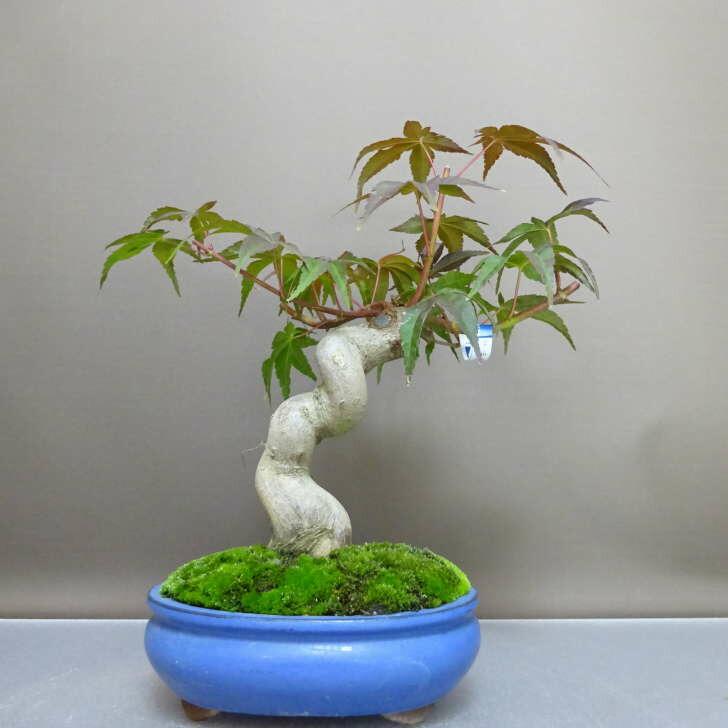 盆栽 紅葉 清玄 樹高 約29cm もみじ Acer palmatum モミジ カエデ科
