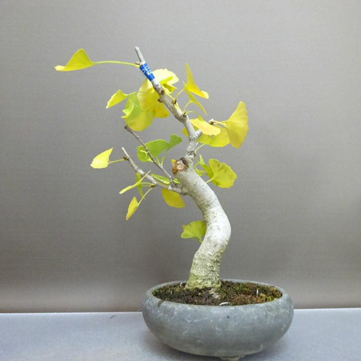 【盆栽 匿名配送 送料込み】 イチョウ(銀杏) 盆栽 銀杏 樹高 約23cm いちょう Ginkgo biloba イチョウ 紅葉