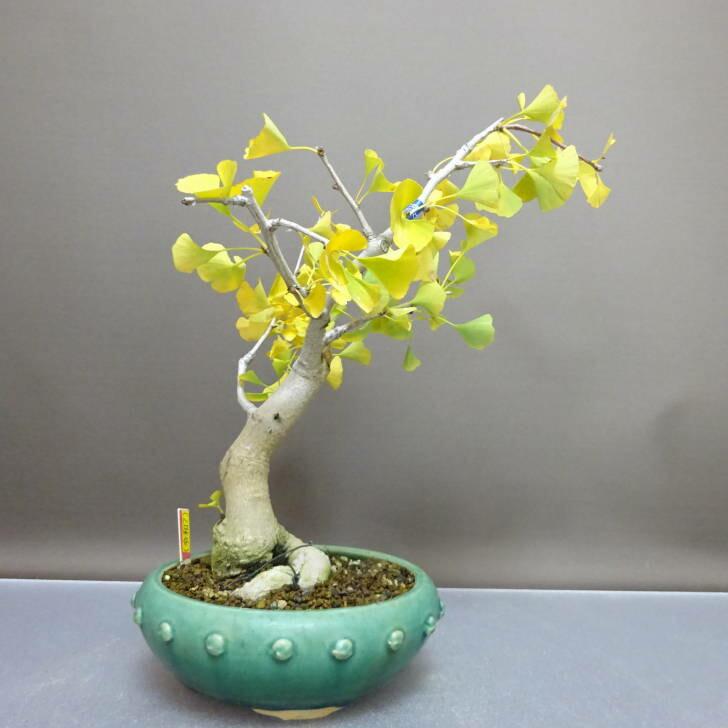 盆栽 銀杏 樹高 約30cm いちょう Ginkgo biloba イチョウ 紅葉
