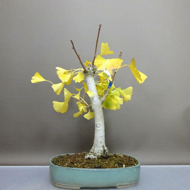 【盆栽 匿名配送 送料込み】 イチョウ(銀杏) 盆栽 銀杏 樹高 約30cm いちょう Ginkgo biloba イチョウ 紅葉