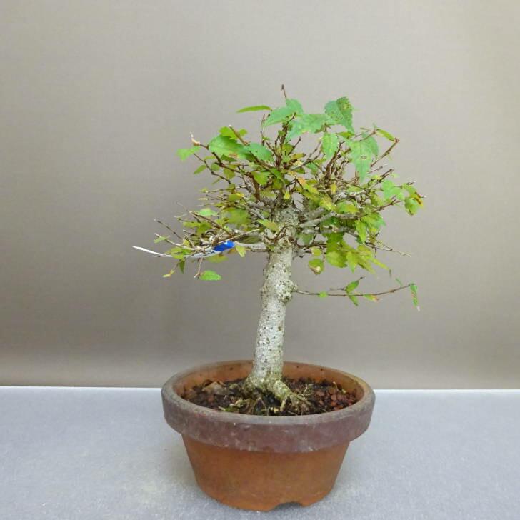 盆栽 欅 樹高 約 18.5cm けやき Zelkova serrata ケヤキ 紅葉 ニレ科