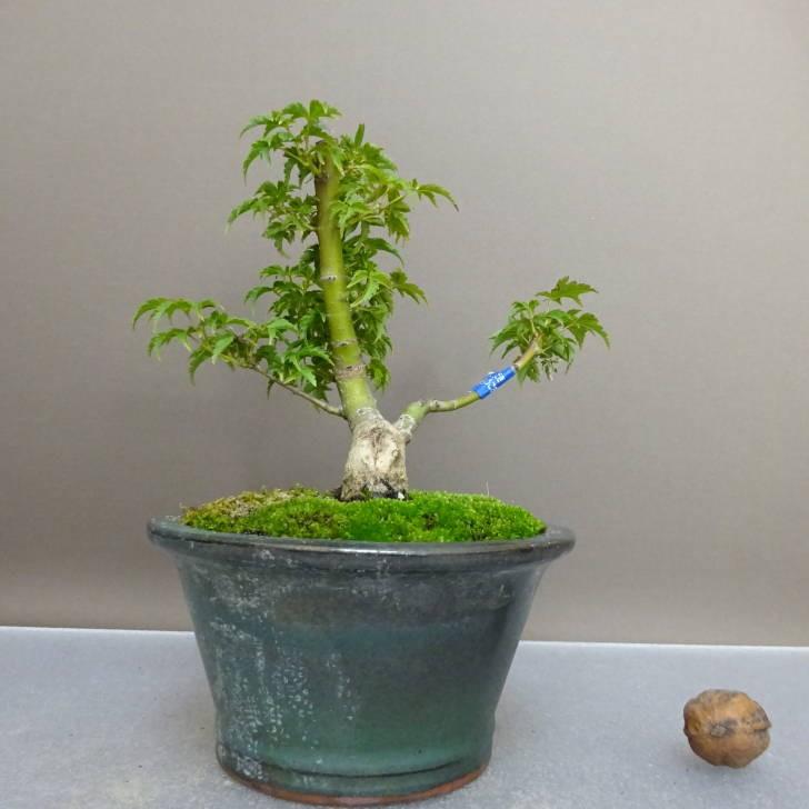 盆栽 紅葉 獅子頭 樹高 約 14.5cm もみじ Acer palmatum モミジ カエデ