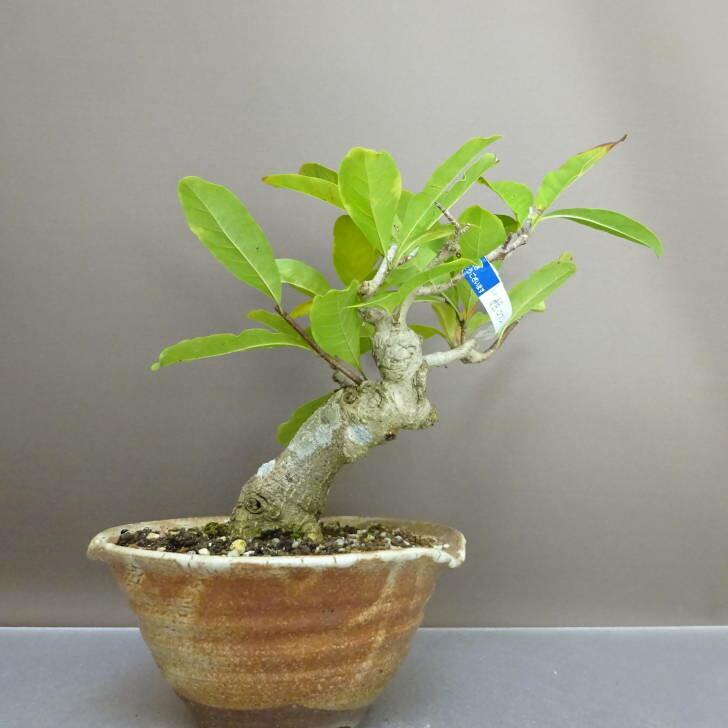 盆栽 姫こぶし 樹高 約22cm ひめこぶし Magnolia tomentosa ヒメコブシ 