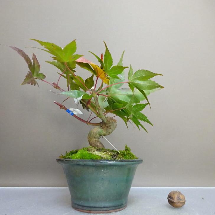 植木　もみじ①直立 モミジ・鴫立沢 - Collection : コレクション - NEO GREEN : ネオグリーン