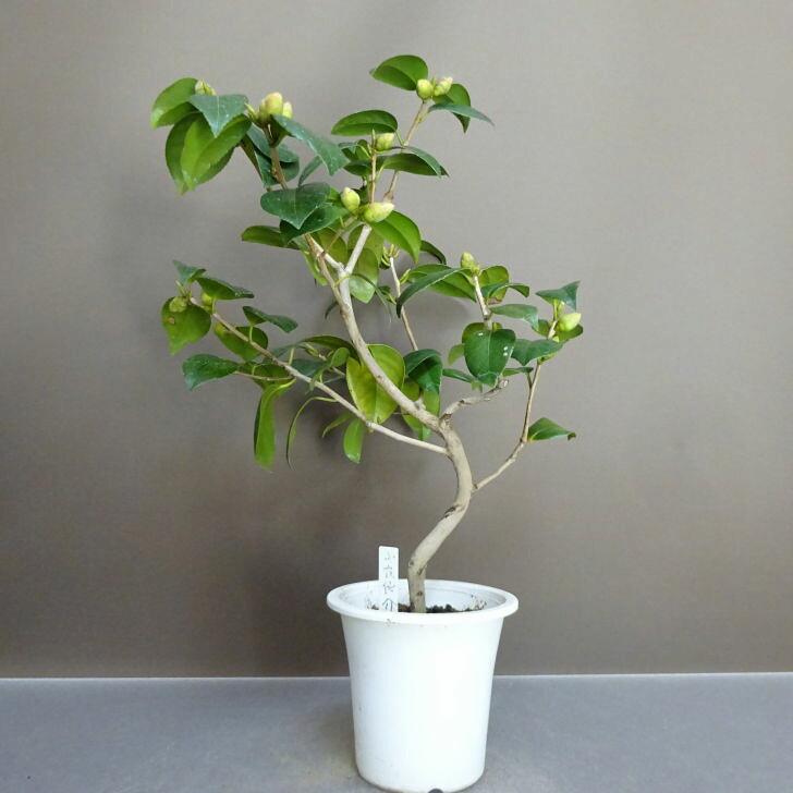 盆栽 椿 小夜侘助 樹高 約 38cm つばき Camellia japonica ツバキ