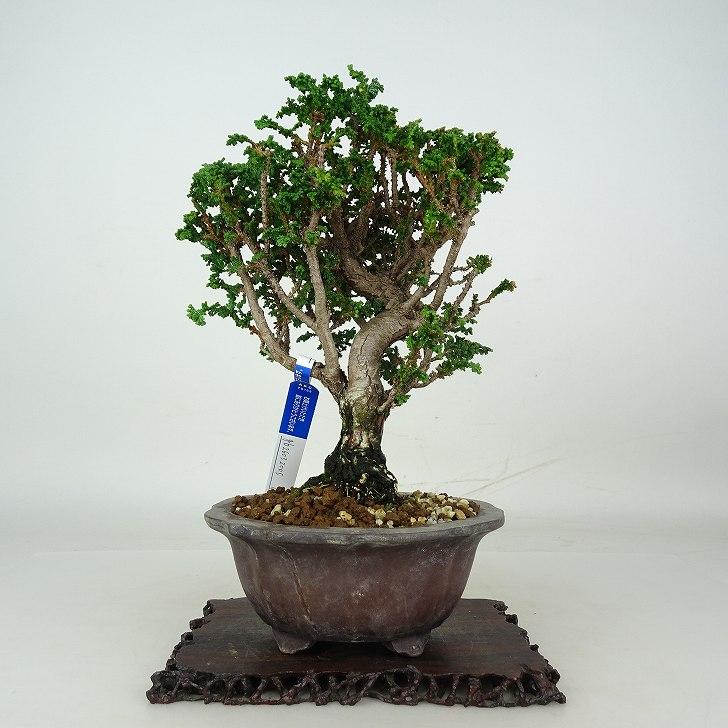 盆栽・苔玉 日本カマツカ [双幹文人風木] 中品盆栽