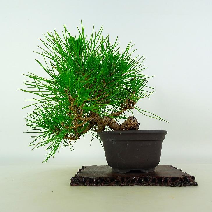 盆栽 松 黒松 樹高 上下 約20cm くろまつ Pinus thunbergii クロマツ 
