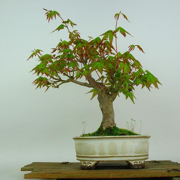 小品盆栽】 山モミジ 樹高20cm 涼やかな葉姿と紅葉のグラデーション