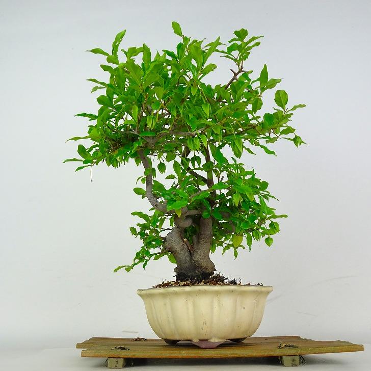 盆栽 常盤柿 樹高 約37cm ときわがき Diospyros morrisiana トキワガキ