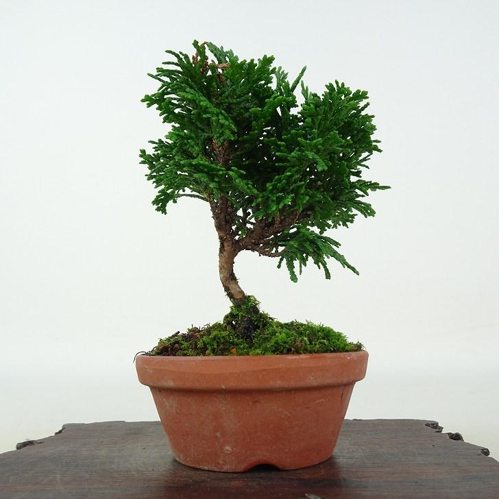 盆栽 桧 津山桧 樹高 約10cm つやまひのき Chamaecyparis obtusa 