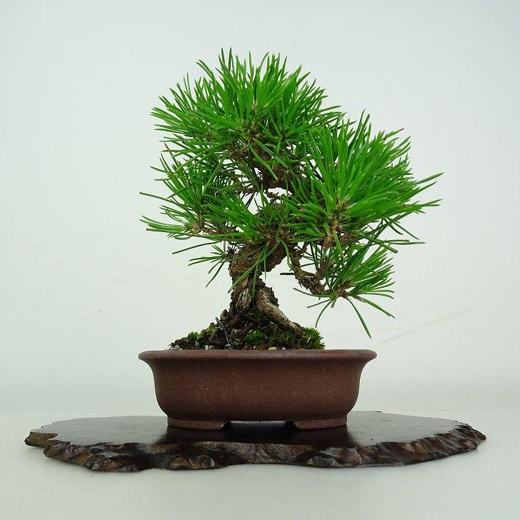 盆栽　松 盆栽 松 黒松 樹高 約 13cm くろまつ Pinus thunbergii クロマツ マツ