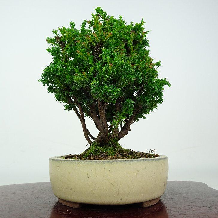 盆栽 杉 八房 樹高 約17cm すぎ Cryptomeria japonica スギ ヒノキ科
