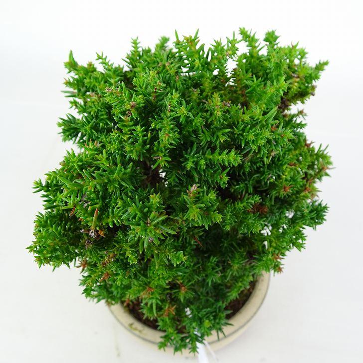 盆栽 杉 八房 樹高 約17cm すぎ Cryptomeria japonica スギ ヒノキ科