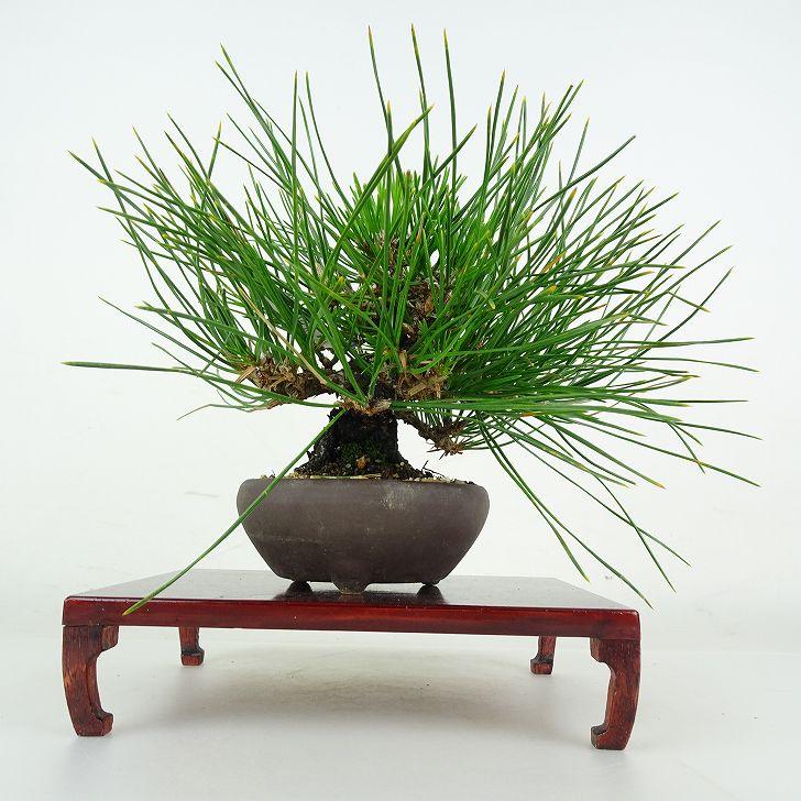 盆栽 松 黒松 樹高 上下 約24cm くろまつ Pinus thunbergii クロマツ マツ科 常緑針葉樹 鑑賞 観賞用 現品_2
