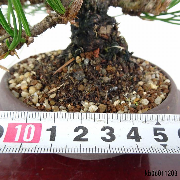 盆栽 松 黒松 樹高 上下 約24cm くろまつ Pinus thunbergii クロマツ マツ科 常緑針葉樹 鑑賞 観賞用 現品_4
