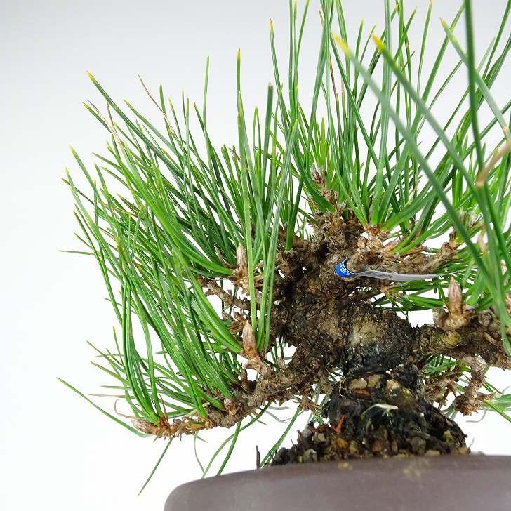 盆栽 松 黒松 樹高 上下 約24cm くろまつ Pinus thunbergii クロマツ マツ科 常緑針葉樹 鑑賞 観賞用 現品_5