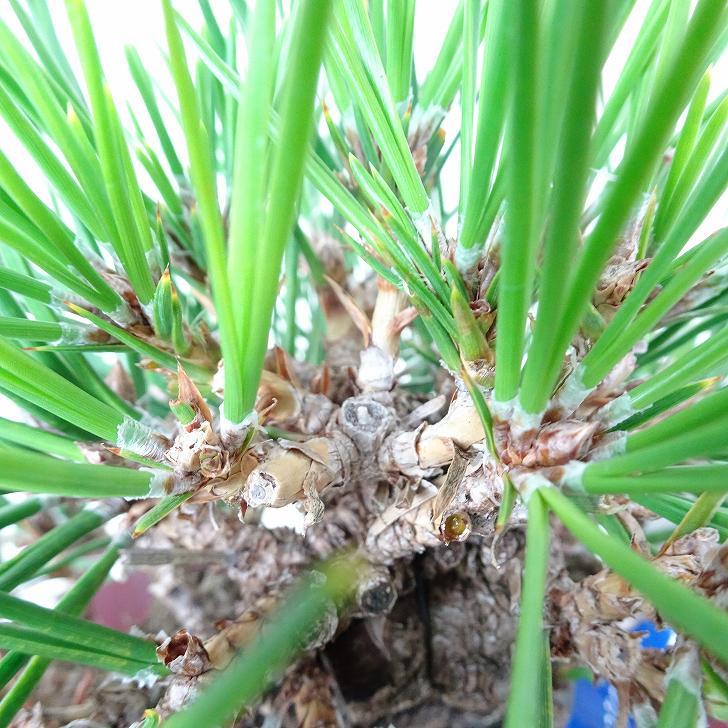 盆栽 松 黒松 樹高 上下 約24cm くろまつ Pinus thunbergii クロマツ マツ科 常緑針葉樹 鑑賞 観賞用 現品_6