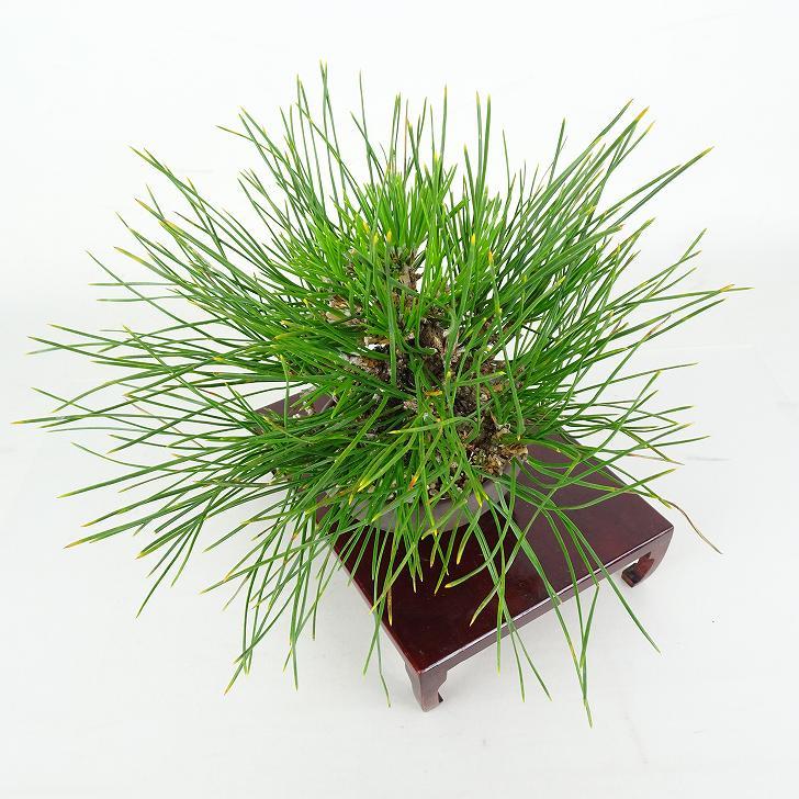 盆栽 松 黒松 樹高 上下 約24cm くろまつ Pinus thunbergii クロマツ マツ科 常緑針葉樹 鑑賞 観賞用 現品_7