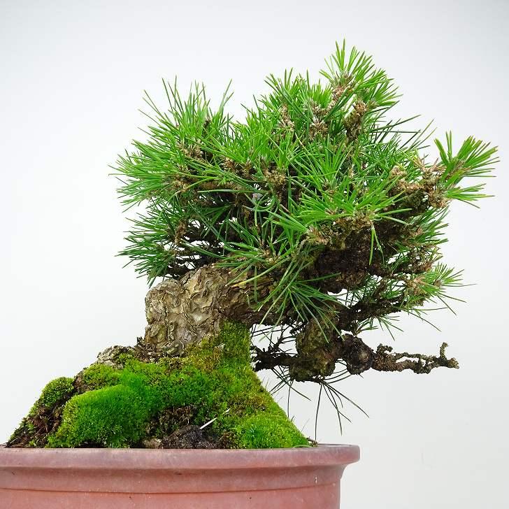 黒松盆栽、樹高約27cm。