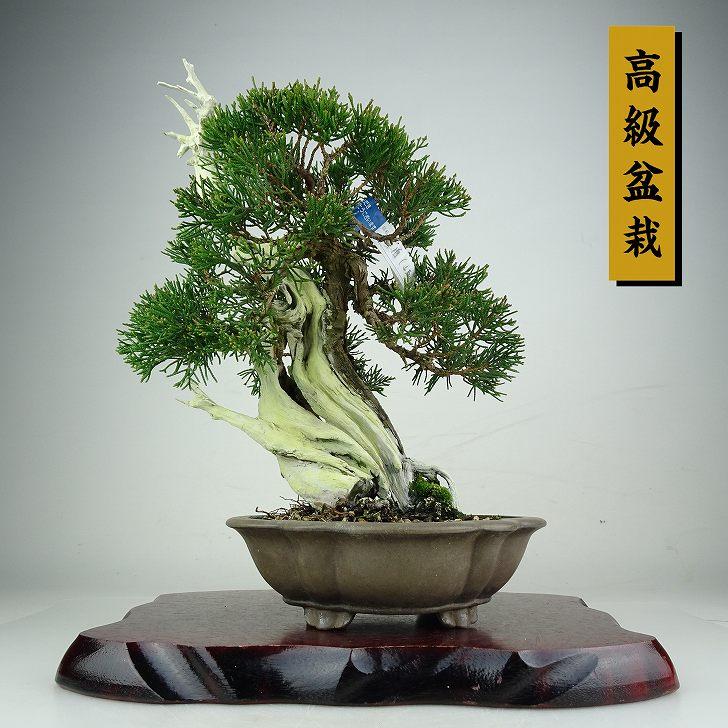 盆栽 真柏 樹高 約28cm しんぱく 山取り 高級盆栽 Juniperus chinensis