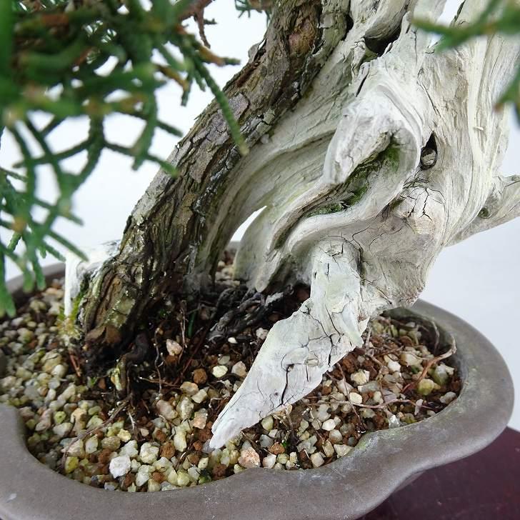 盆栽 真柏 樹高 約28cm しんぱく 山取り 高級盆栽 Juniperus chinensis