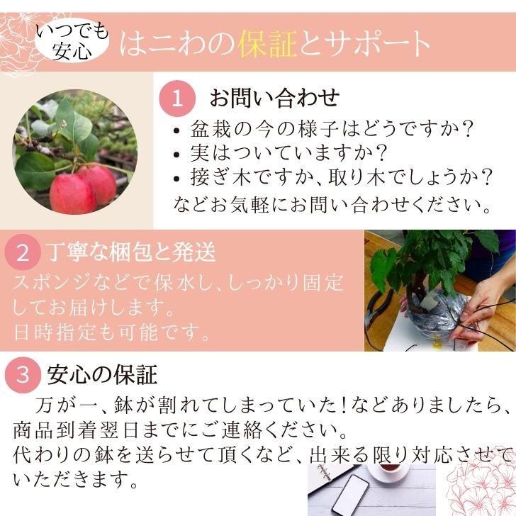 熊手 盆栽道具 喜久和 盆栽熊手 ヘラ付 盆栽 お手入道具 根ほぐし ヘラ部分 土や苔をとる お手入用品 園芸用品 ガーデニング｜haniwa-bonsai｜10