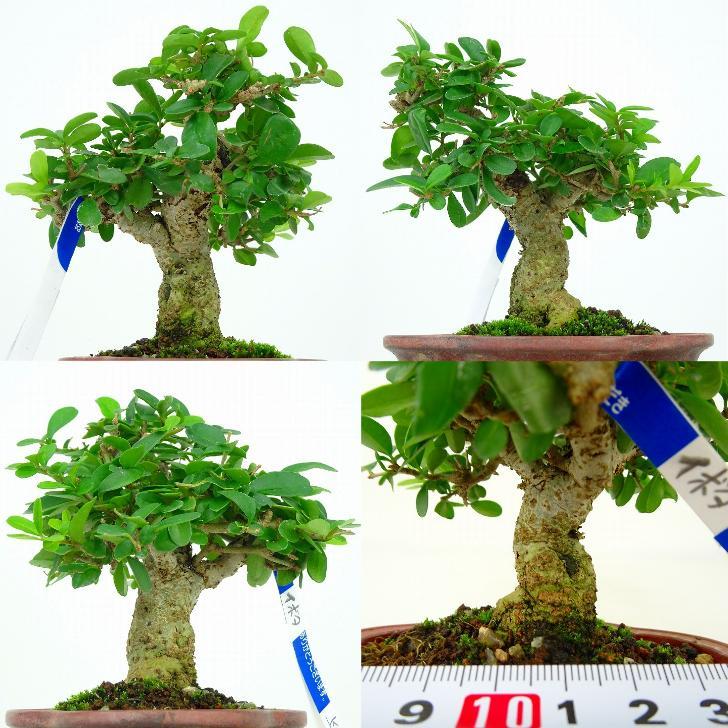 盆栽 水蝋樹 いぼたのき Ligustrum obtusifolium イボタ モクセイ科 イボタノキ属 落葉樹 観賞用 小品 現品 :kz22080416:はニわ株式会社 Yahoo!ショップ - 通販 - Yahoo!ショッピング 盆栽 水蝋樹 いぼたのき Ligustrum obtusifolium イボタ モクセイ科 イボタノキ属 落葉樹 観賞用 小品 現品 :kz22080416:はニわ株式会社 Yahoo!ショップ - 通販 - Yahoo!ショッピング