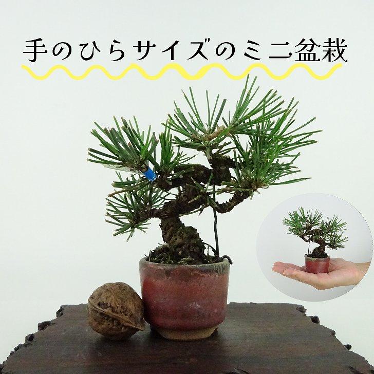 盆栽 松 黒松 ミニ盆栽 樹高 約9cm くろまつ Pinus thunbergii 盆栽 松 黒松 ミニ盆栽 樹高 約9cm くろまつ Pinus thunbergii