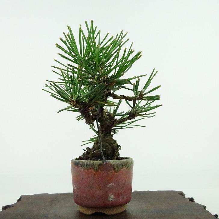盆栽 松 黒松 ミニ盆栽 樹高 約9cm くろまつ Pinus thunbergii 盆栽 松 黒松 ミニ盆栽 樹高 約9cm くろまつ Pinus thunbergii