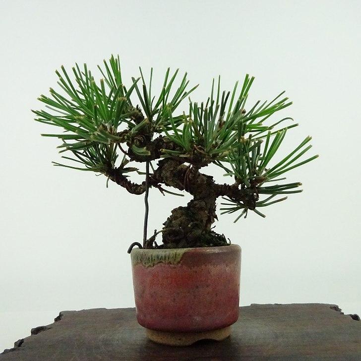 盆栽 松 黒松 ミニ盆栽 樹高 約9cm くろまつ Pinus thunbergii 盆栽 松 黒松 ミニ盆栽 樹高 約9cm くろまつ Pinus thunbergii