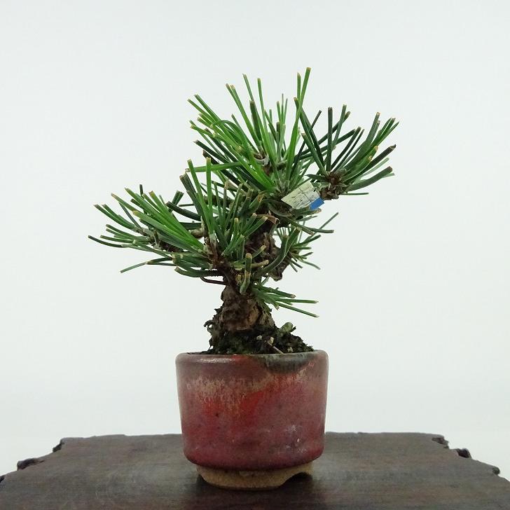 盆栽 松 黒松 ミニ盆栽 樹高 約9cm くろまつ Pinus thunbergii 盆栽 松 黒松 ミニ盆栽 樹高 約9cm くろまつ Pinus thunbergii