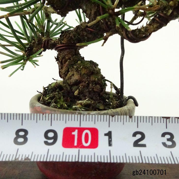 盆栽 松 黒松 ミニ盆栽 樹高 約9cm くろまつ Pinus thunbergii 盆栽 松 黒松 ミニ盆栽 樹高 約9cm くろまつ Pinus thunbergii