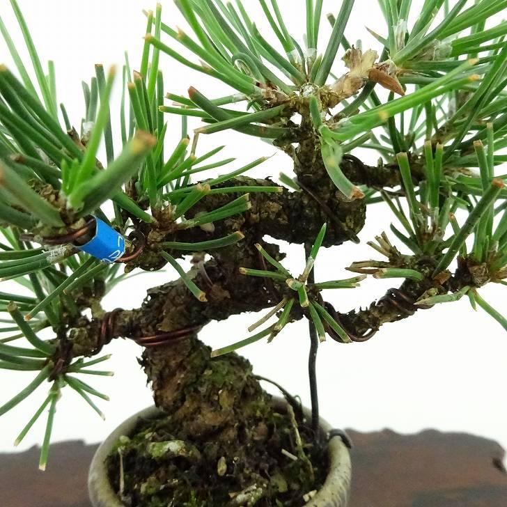 盆栽 松 黒松 ミニ盆栽 樹高 約9cm くろまつ Pinus thunbergii 盆栽 松 黒松 ミニ盆栽 樹高 約9cm くろまつ Pinus thunbergii