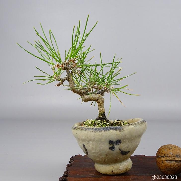 盆栽 松 黒松 ミニ盆栽 樹高 約10cm くろまつ Pinus thunbergii 盆栽 松 黒松 ミニ盆栽 樹高 約10cm くろまつ Pinus thunbergii
