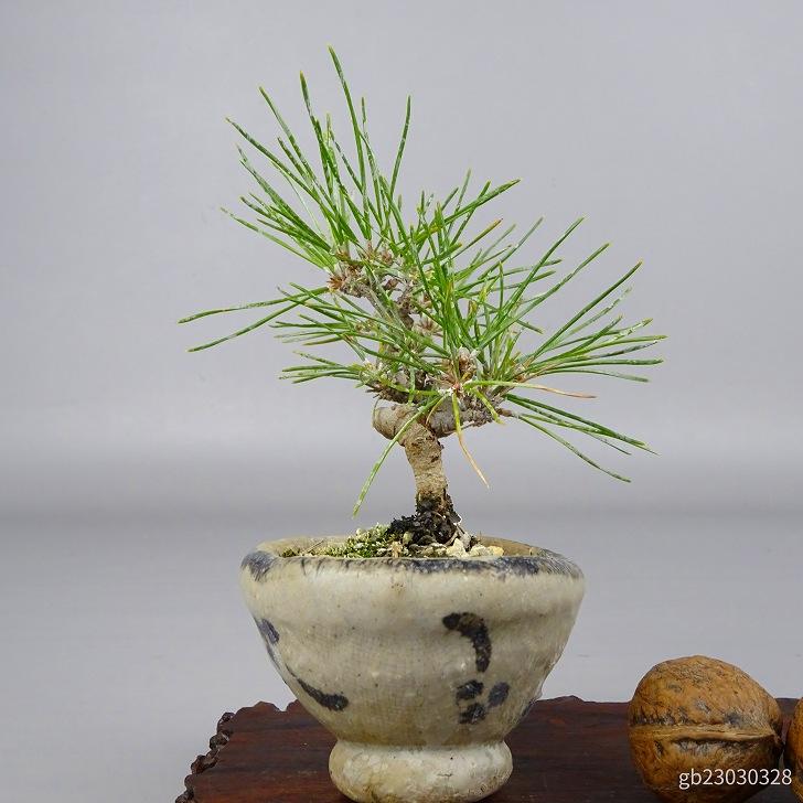 盆栽 松 黒松 ミニ盆栽 樹高 約10cm くろまつ Pinus thunbergii 盆栽 松 黒松 ミニ盆栽 樹高 約10cm くろまつ Pinus thunbergii
