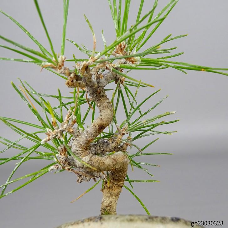 盆栽 松 黒松 ミニ盆栽 樹高 約10cm くろまつ Pinus thunbergii 盆栽 松 黒松 ミニ盆栽 樹高 約10cm くろまつ Pinus thunbergii